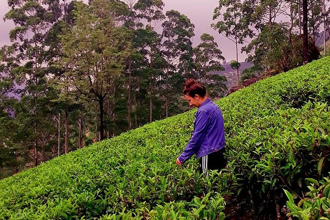 Nuwara Eliya Tea factory and waterfall tour - Stop 3: Oak Ray Tea Factory & Museum for More Tasting and Tea Shopping
