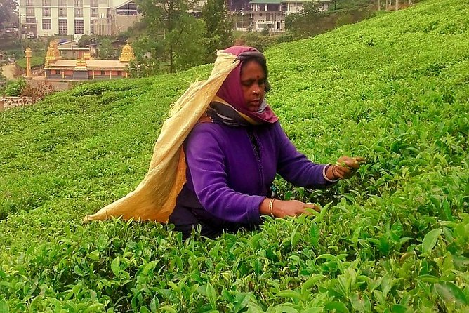 Nuwara Eliya Tea factory and waterfall tour - What the Guide Adds: Insight, Plus the Name You’ll Hear