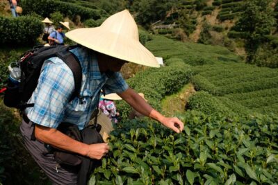 One-Day Hangzhou Dragon Well Tea Culture & West Lake Private Tour - The morning drive to Meijiawu Tea Village (where Longjing starts)