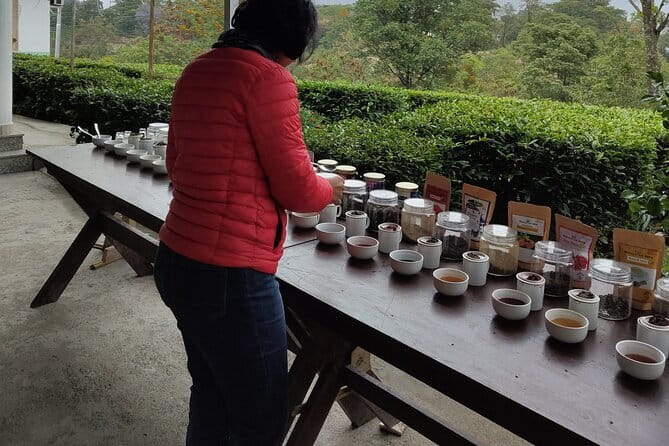 Palampur Tea Garden Tour - Palampur Tea Gardens From Dharamsala: Why This Feels Like More Than a Sights Trip