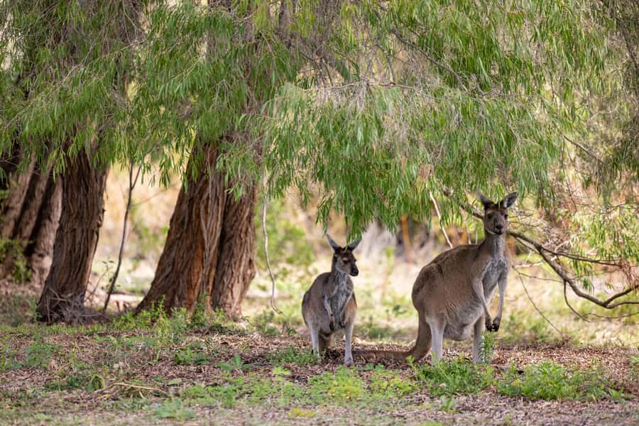 Perth: Pinnacles Desert Lobster Tour with Morning Tea - Who this tour fits best (and who should skip it)