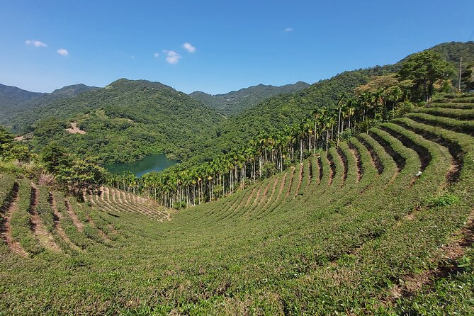 Pinglin Tea Culture & Maokong Day Tour from Taipei - A smart day trip when you want tea, views, and a real change of scenery