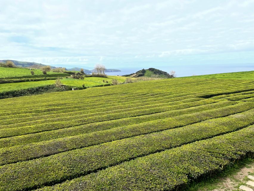 Privat van tour Furnas valley, Gorreana tea – islands gems - Gorreana Tea Factory: a real tasting break