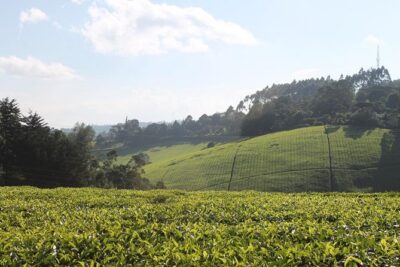 Private Day Trip to Kiambethu Tea Farm in Limuru from Nairobi - The plantation walk: tea leaves, birds, and real farm details