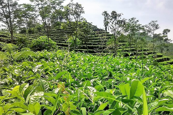 Private Half-Day Tea Village Discovery with lunch in Yogyakarta - Yogyakarta tea villages, but make it practical