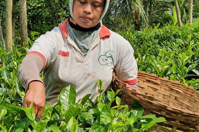 Private Half-Day Tea Village Discovery with lunch in Yogyakarta - Meeting point at Joglo Menoreh and the 8:00 start