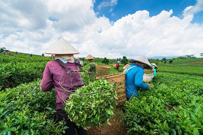 Private Hangzhou Day Tour to West Lake, Lingyin Temple, Tea Village, Old Pagoda - Meijiawu Tea Village: Longjing Green Tea beyond the souvenir shop