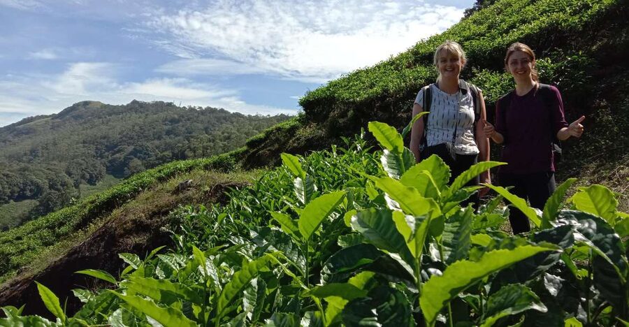 Private Munnar Tea Trek - Entering the Tea Gardens Above Munnar