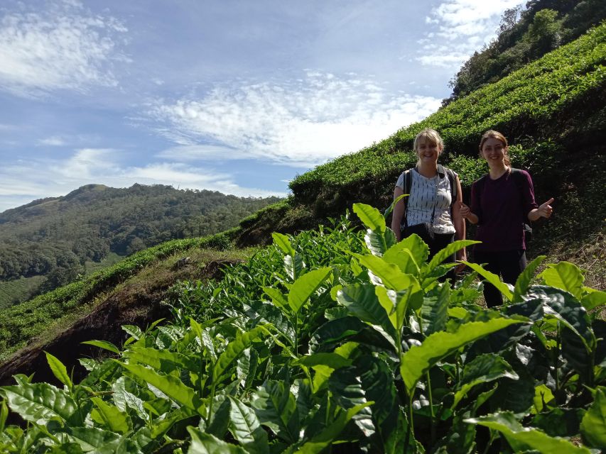 Private Munnar Tea Trek - Walking the rows: tea-garden time, photos, and tea-maker moments