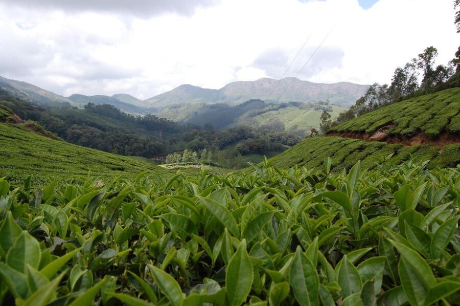 Private Munnar Tea Trek - Guided tour on open hills: views, birds, and Western Ghats nature