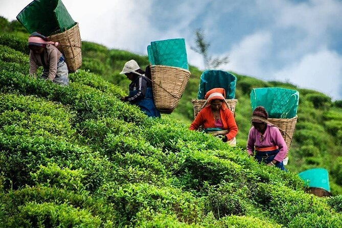 Private Tea Tour and Tea Factory - Hatton and Nuwara Eliya Tea Country, 3 Hours of Real Teatime