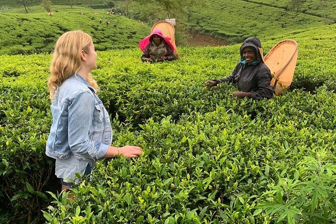 Private Tea Tour and Tea Factory - Weighing Stations: The Step That Turns Leaves Into a Product