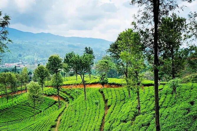 Private Tea Tour and Tea Factory - The Tea Factory Process: Withering to Packing (In Plain English)