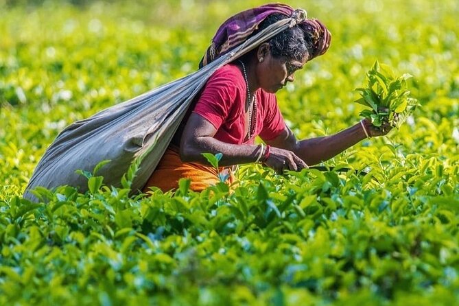 Private Tea Tour and Tea Factory - Freshly Brewed Tea: Turning Watching Into Tasting