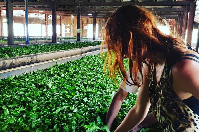 Private Tea Tour and Tea Factory - Price and Value: Is $20 Fair for a Tea Leaf to Tea Pot Tour?