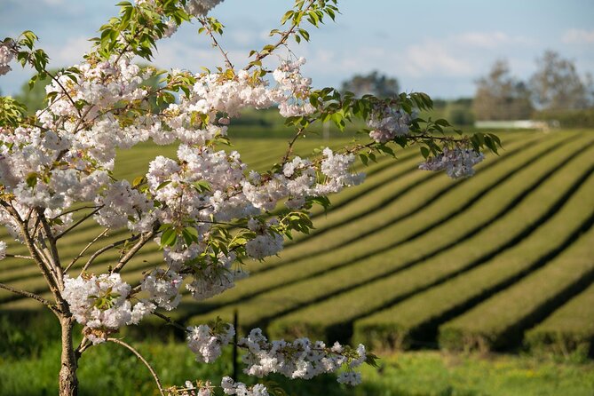 Private tour from Auckland - Waitomo Glowworm Caves, Zealong Tea & Kiwi Bird - A smooth private day out of Auckland (and why that matters)