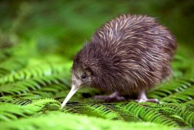 Private tour from Auckland - Waitomo Glowworm Caves, Zealong Tea & Kiwi Bird - Otorohanga Kiwi House: seeing kiwi (and more) up close