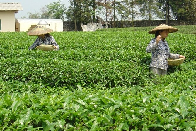 Private Tour: Yao Mountain and Tea Plantation from Guilin - Should you book this tour?