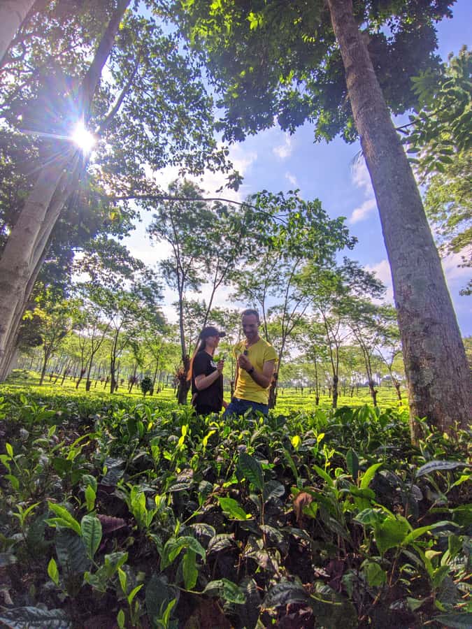 Private Trip Malang/Surabaya : Tour Tea Plantation Wonosari - Wonosari Tea Garden: a calm break 30 km north of Malang