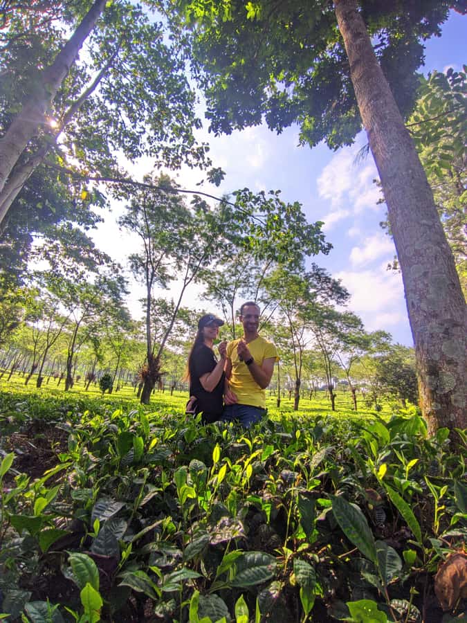 Private Trip Malang/Surabaya : Tour Tea Plantation Wonosari - Tea garden walk and leaf picking: what you’ll do, step by step