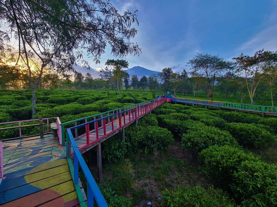 Private Trip Malang/Surabaya : Tour Tea Plantation Wonosari - Wonosari as an integrated day out: beyond tea fields