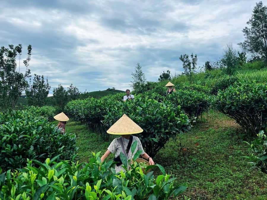 Puer Tea Picking and Tasting | 6 Hour Morning Trip - Why Pu’er Tea Picking Feels More Real Than a Typical Tour