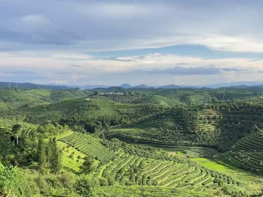 Puer Tea Picking and Tasting | 6 Hour Morning Trip - Hands-On Tea Picking: The Part You’ll Remember