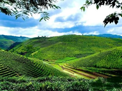 Puer Tea Picking and Tasting | 6 Hour Morning Trip - The Plantation Walk: Where Pu’er Tea Culture Makes Sense