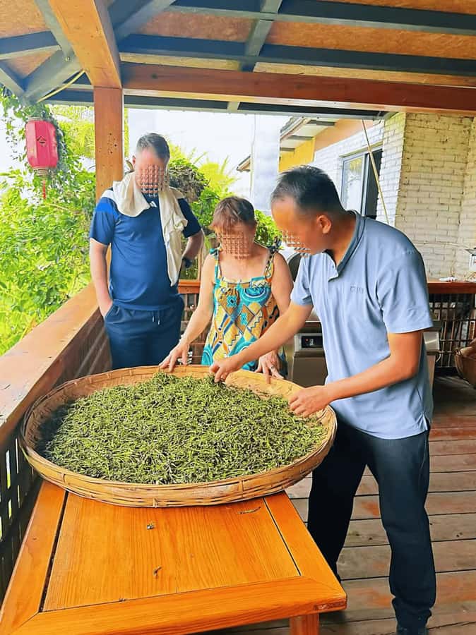 Puer Tea Picking and Tasting | 6 Hour Morning Trip - Lunch at the Farm (and a Possible Coffee Bonus)