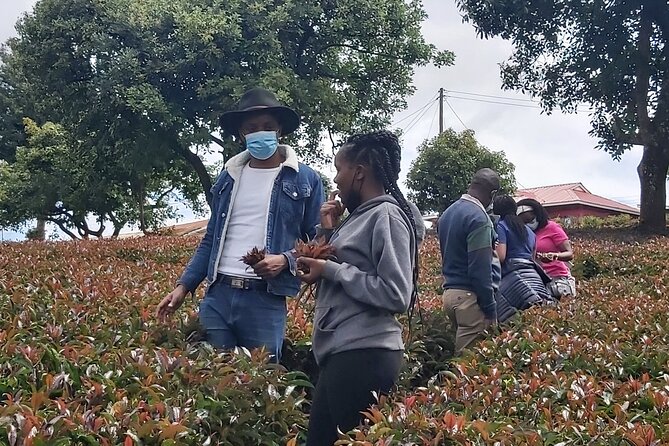 Purple Tea Farm Tour from Nairobi City - Specialty Tea Tasting - Key things to know before you go