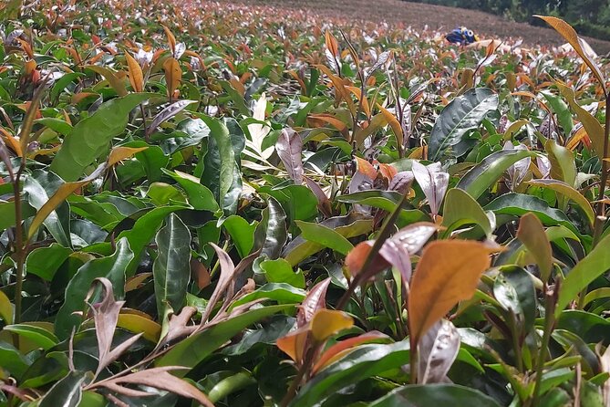 Purple Tea Farm Tour from Nairobi City - Specialty Tea Tasting - Nairobi to Gatanga: why the farm day feels more personal