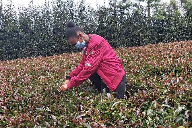 Purple Tea Farm Tour from Nairobi City - Specialty Tea Tasting - Specialty tea tasting lineup: purple, green, oolong, hibiscus, and more