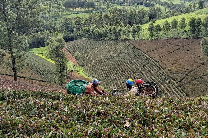 Purple Tea Farm Tour from Nairobi City - Specialty Tea Tasting - Price and what $102 gets you (and why it can be fair)