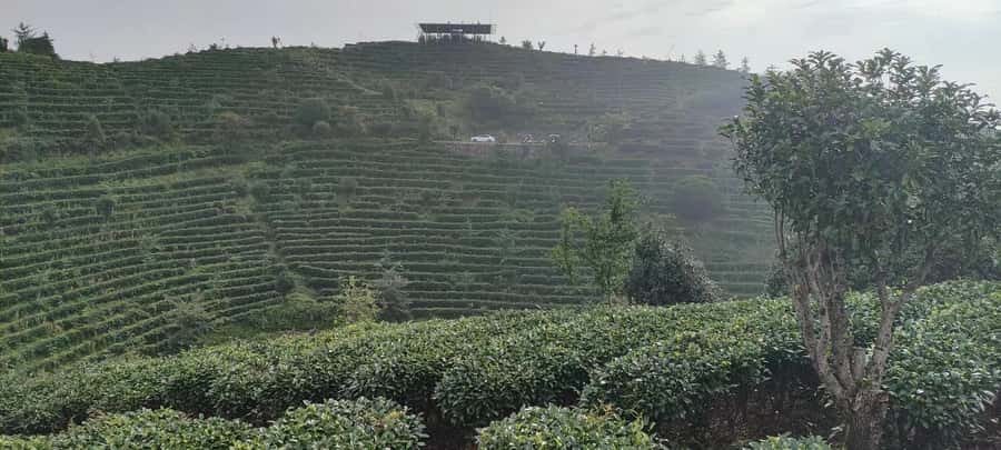 Qixianfeng Tea Plantation Tour in Yangshuo - Key Things I’d Put on Your Must-Do List