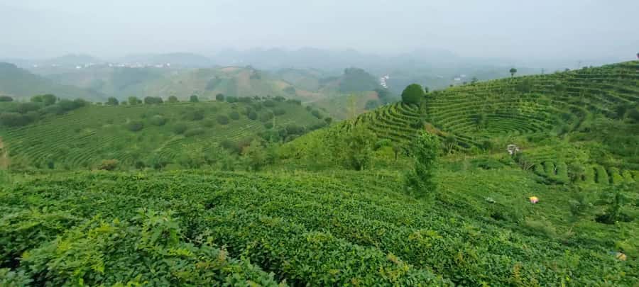 Qixianfeng Tea Plantation Tour in Yangshuo - Qixianfeng’s 7-Hill Tea Grounds and the Ride From Yangshuo