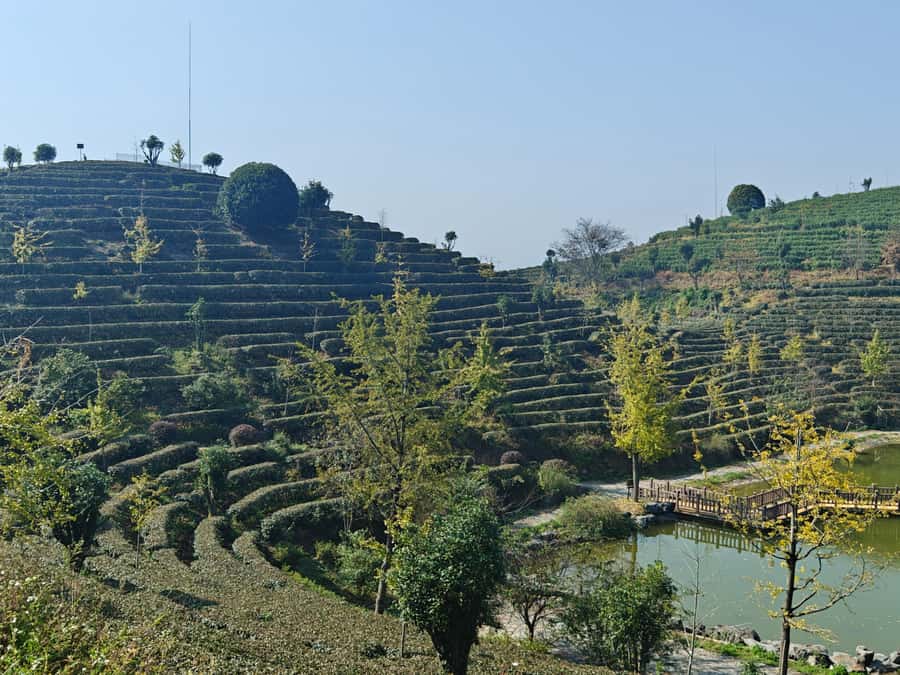 Qixianfeng Tea Plantation Tour in Yangshuo - Price and Logistics: Is $79 for 3 Hours Worth It?