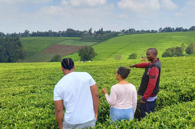 Riara tea farm tour with lunch and tea tasting from Nairobi - Key highlights before you go