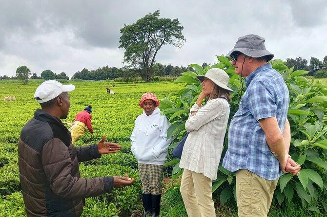 Riara tea farm tour with lunch and tea tasting from Nairobi - Nairobi to Limuru: the drive that sets up a tea day