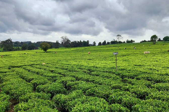 Riara tea farm tour with lunch and tea tasting from Nairobi - Tea buying on-site: how to shop without overthinking
