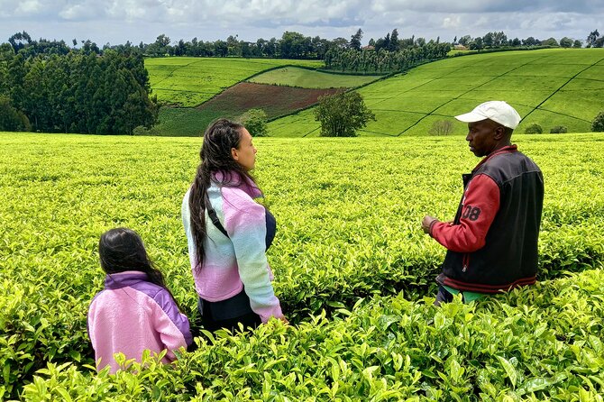 Riara tea farm tour with lunch and tea tasting from Nairobi - Price and timing: does $150 feel fair for Nairobi?