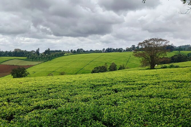 Riara tea farm tour with lunch and tea tasting from Nairobi - Who should book this Riara tea farm tour?