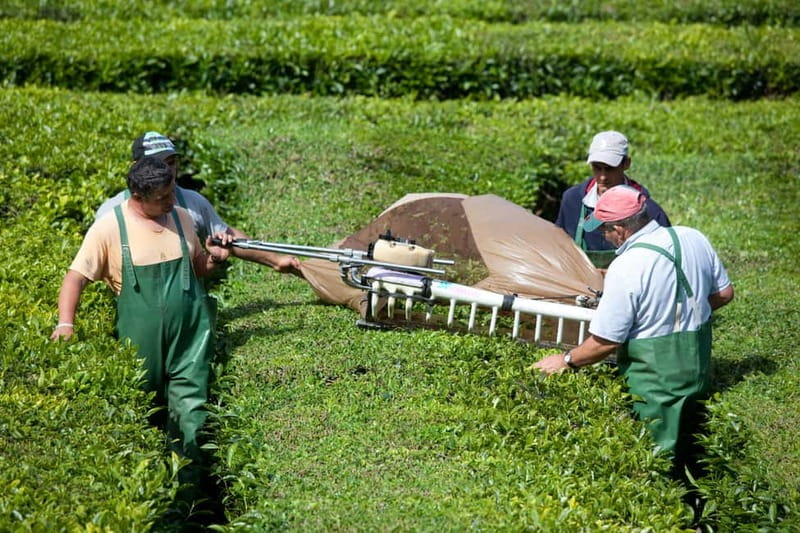 São Miguel: Furnas Volcano & Tea Plantation Tour & Lunch - Price and value: why $85 can make sense here