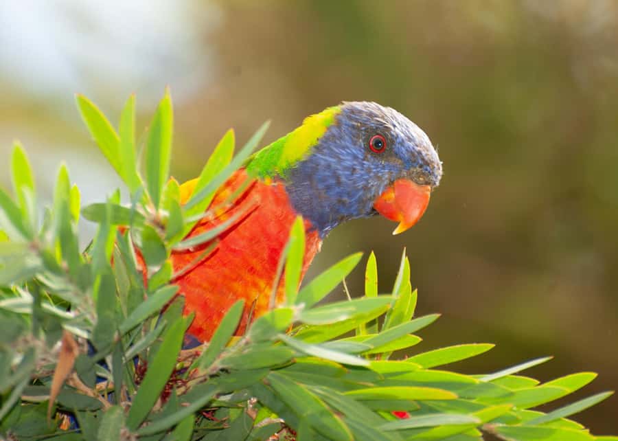 Sapphire Coast: 7h Shore Excursion with Aussie Morning Tea - Key reasons this Sapphire Coast shore outing is worth it