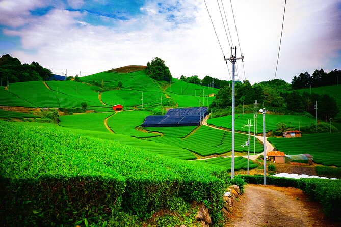 Scenic Green Tea Fields of Hidden Kyoto & Local Tea Exp (Private) - Key highlights worth your afternoon
