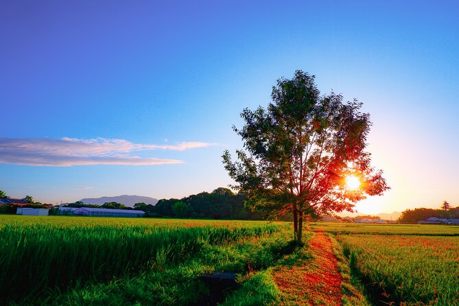 Scenic Green Tea Fields of Hidden Kyoto & Local Tea Exp (Private) - Ujitawara-cho: where matcha’s story ties to the ground