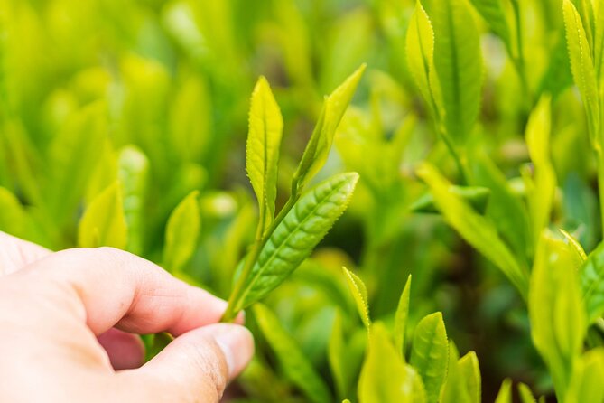 Shizuoka Tea Picking Private Experience - What’s Included (and What You’ll Pay Separately)