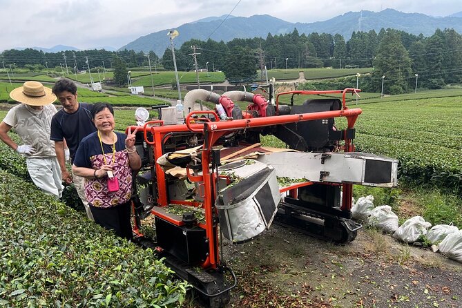 Shizuoka Tea Picking Private Experience - Sakyo Tea Fields: Picking Leaves and Sampling Multiple Teas