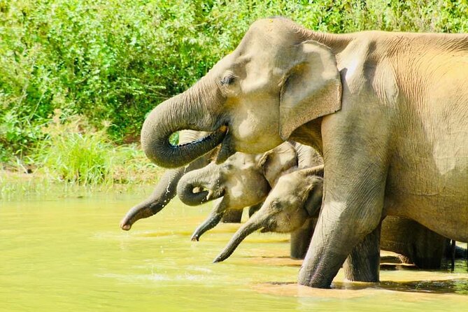 Sigiriya, Kandy to Ella TRain Ride plus Up Country TEA[B&B Basis] - The Kandy to Ella Scenic Train Ride: A Highlight You’ll Feel