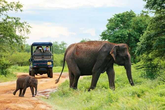 Sinharaja Rain Forest Day Tour from Mirissa, Galle, Bentota Area - Waterfalls Inside the Forest: Fun Factor With a Safety Note