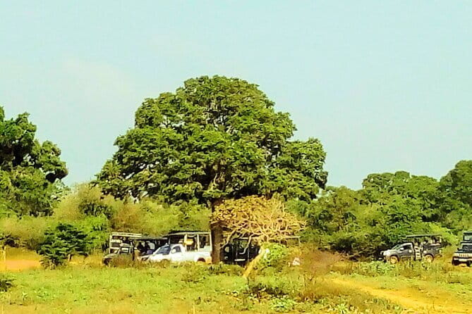 Sinharaja Rain Forest Day Tour from Mirissa, Galle, Bentota Area - Lunch in the Middle of It All: Rice & Curry Energy